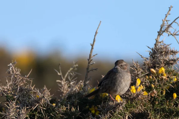 Dunnock Gorse Locks Common Porthcawl — стоковое фото