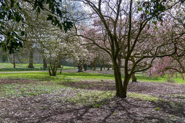 Körsbärsblommor på Bute Park — Stockfoto