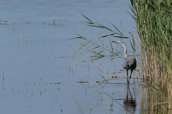Gri Ot sazlık kenarında wading