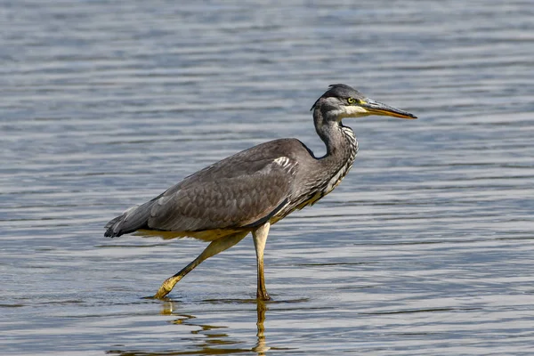 Šedivý Heron, který se brodí v jezeře — Stock fotografie
