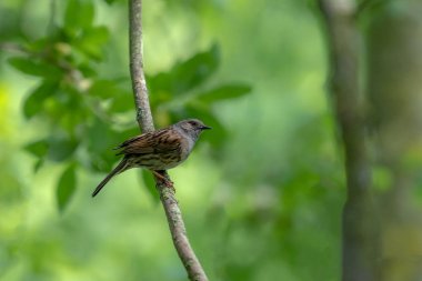 dunnock (prunella modularis) ağaçta