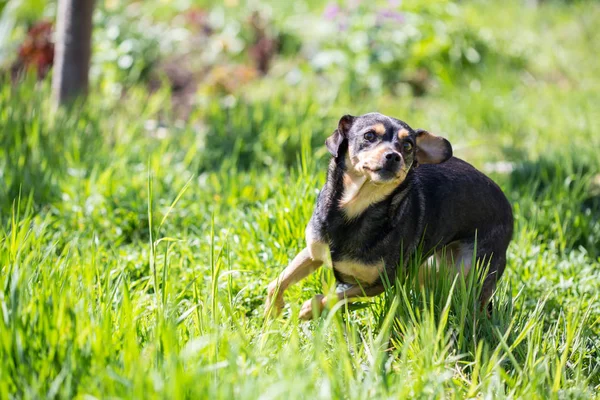 Close Van Hond Spelen Gras — Stockfoto