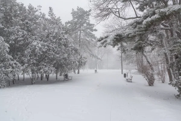 Vista Panorámica Una Fuerte Tormenta Nieve Parque —  Fotos de Stock