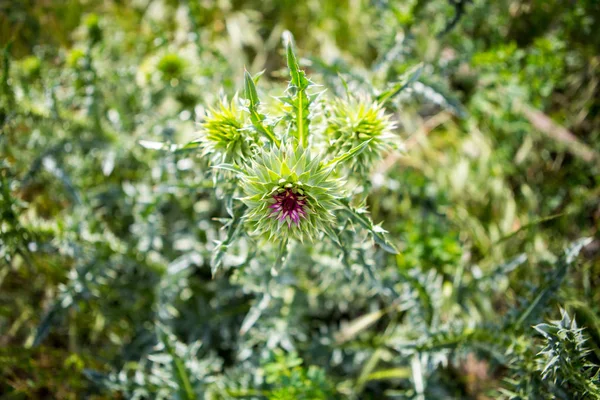 Grüne Pflanze Mit Stacheln Nahaufnahme — Stockfoto