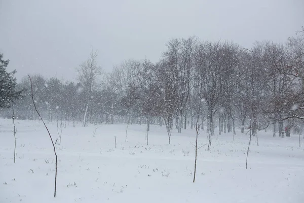 Vue Panoramique Une Forte Tempête Neige Dans Parc — Photo