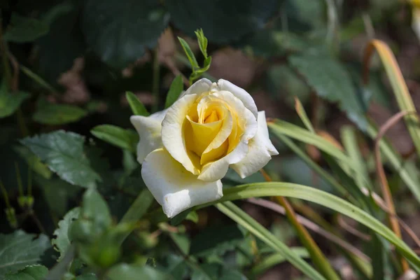 Close Rosa Branca Jardim — Fotografia de Stock