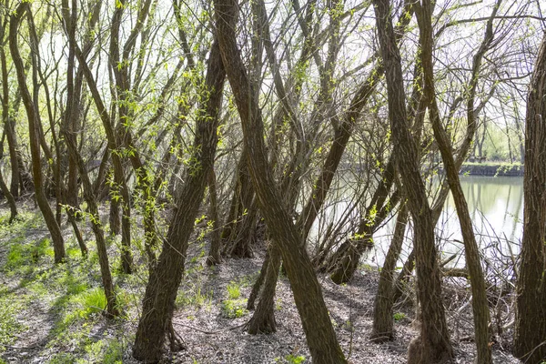 Bäume Wachsen Sommertag Der Nähe Des Sees — Stockfoto