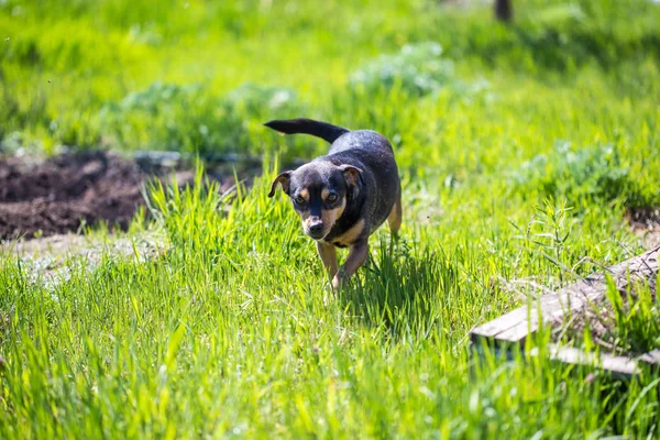 Close Van Hond Spelen Gras — Stockfoto