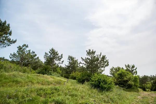 Blauwe Hemel Groene Bomen Zomer Landschap — Stockfoto