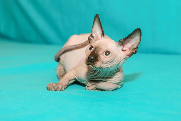 Portret Van Sfinx Kat Blauwe Achtergrond — Stockfoto