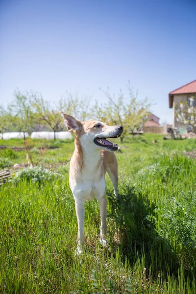 Close Van Hond Spelen Gras — Stockfoto