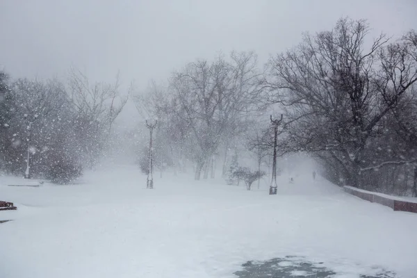 Vista Panorámica Una Fuerte Tormenta Nieve Parque —  Fotos de Stock