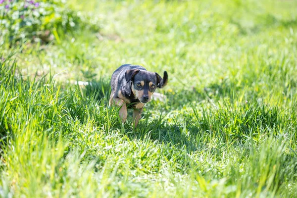 Close Van Hond Spelen Gras — Stockfoto