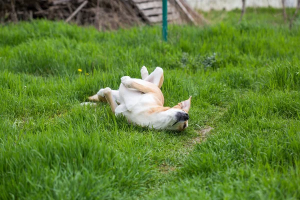 Nahaufnahme Von Hund Der Auf Gras Spielt — Stockfoto