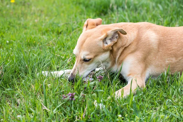 Close Van Hond Knagen Aan Het Bot Gras — Stockfoto