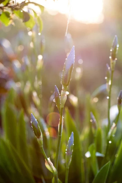 Fiori Iris Gocce Acqua Con Luce Solare — Foto Stock