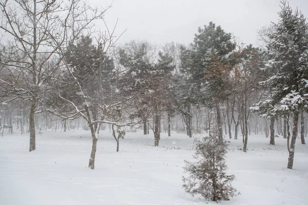 Vue Panoramique Une Forte Tempête Neige Dans Parc — Photo