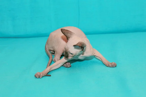 Portrait Sphinx Cat Blue Background — Stock Photo, Image