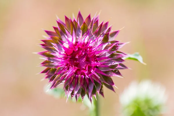 Pink Exotic Flower Closeup — Stock Photo, Image