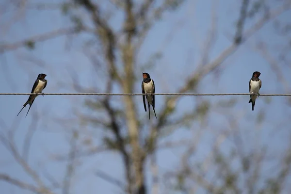 Mavi Gökyüzüne Karşı Kablo Üzerinde Oturan Kuşlar — Stok fotoğraf