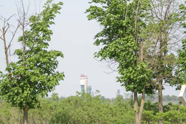 Groene Bomen Het Park — Stockfoto