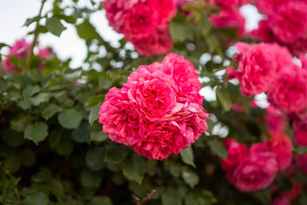 Close Arbusto Rosas Rosa — Fotografia de Stock