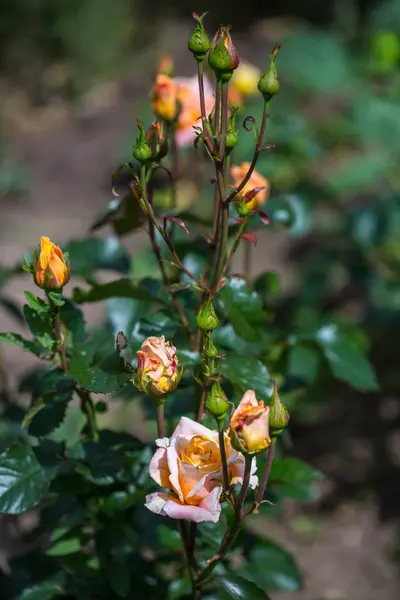 Close Rosas Florescendo Jardim — Fotografia de Stock