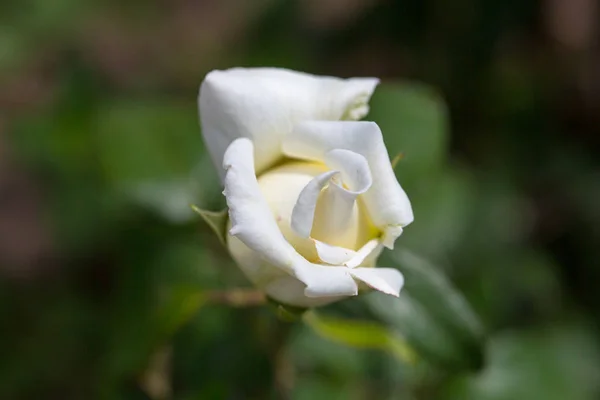 Close Rosa Branca Jardim — Fotografia de Stock