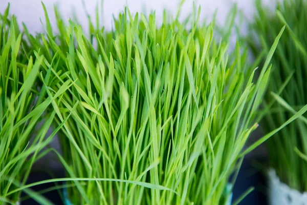 Green Grass Pot Shelf — Stock Photo, Image