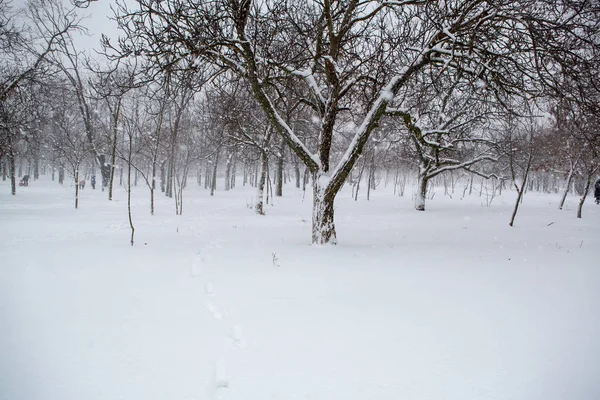 Vista Panorámica Una Fuerte Tormenta Nieve Parque —  Fotos de Stock