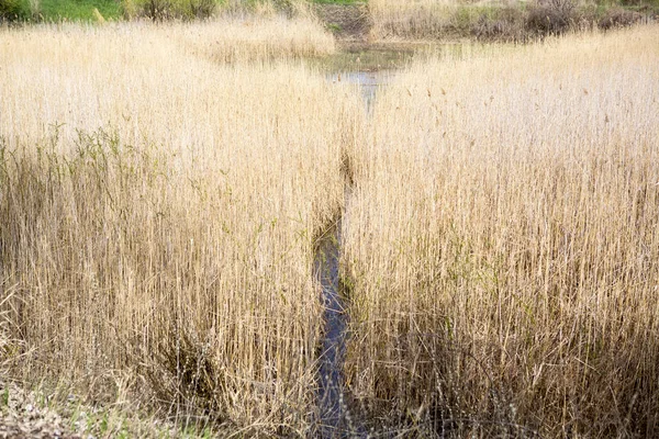 Trockenes Braunes Gras Und Kleiner Pfad Ländliches Land — Stockfoto