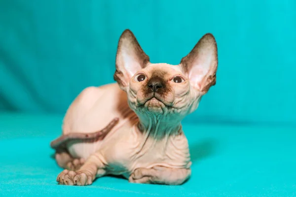 Retrato Gato Esfinge Sobre Fondo Azul — Foto de Stock