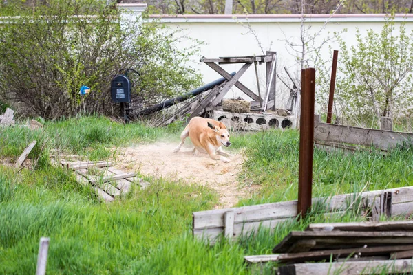 Домашня Собака Біжить Піску Саду — стокове фото