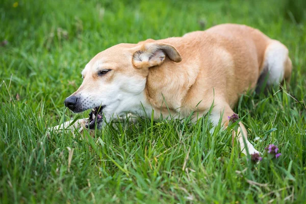 Primer Plano Perro Royendo Hueso Hierba —  Fotos de Stock