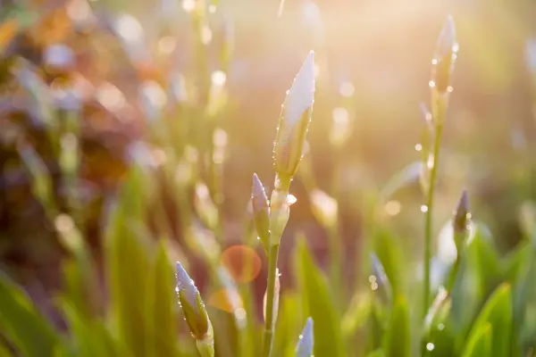 Fiori Iris Gocce Acqua Con Luce Solare — Foto Stock