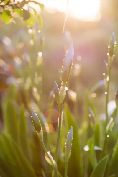 Fiori Iris Gocce Acqua Con Luce Solare — Foto Stock