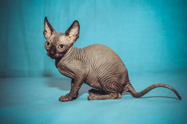 Retrato Gato Esfinge Sobre Fondo Azul — Foto de Stock
