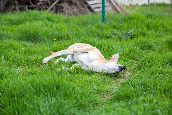 Close Van Hond Spelen Gras — Stockfoto