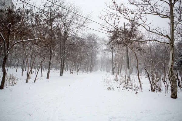 Vue Panoramique Une Forte Tempête Neige Dans Parc — Photo