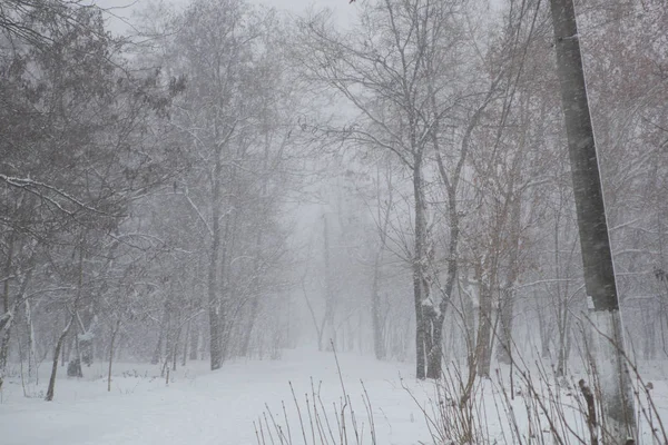 Vue Panoramique Une Forte Tempête Neige Dans Parc — Photo