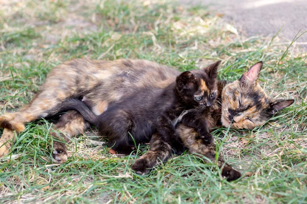 Katze Mit Kätzchen Auf Gras Liegend — Stockfoto