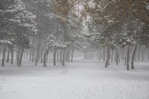 Vista Panorámica Una Fuerte Tormenta Nieve Parque —  Fotos de Stock