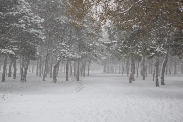 Vue Panoramique Une Forte Tempête Neige Dans Parc — Photo