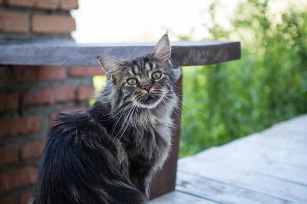 Primer Plano Del Gato Doméstico Sentado Porche — Foto de Stock