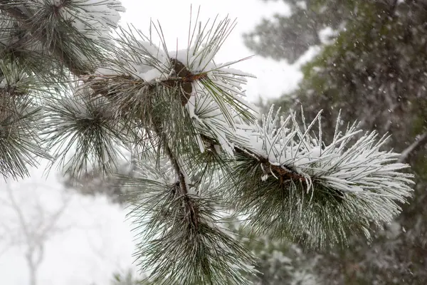 Gros Plan Branche Pin Dans Neige — Photo