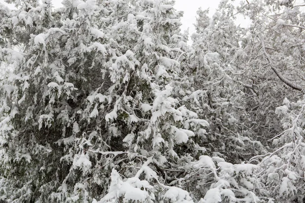 Vue Panoramique Une Forte Tempête Neige Dans Parc — Photo