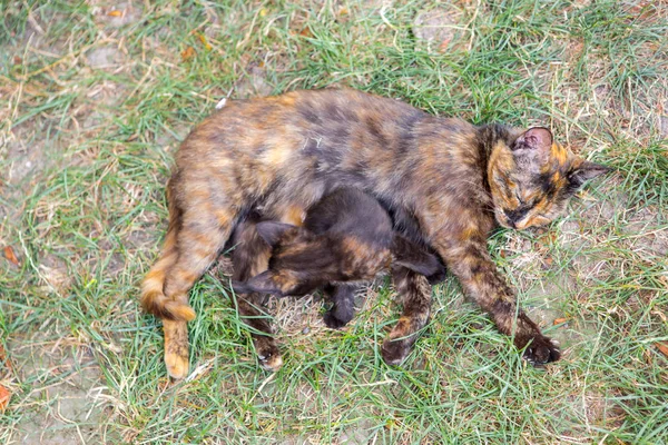 Gato Con Gatito Acostado Sobre Hierba —  Fotos de Stock