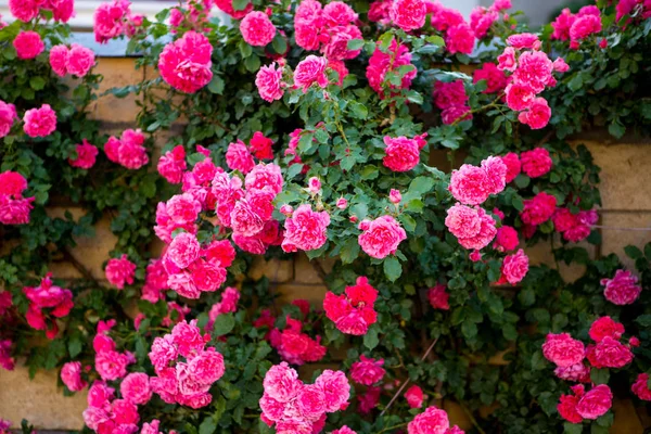 Close Arbusto Rosas Rosa — Fotografia de Stock