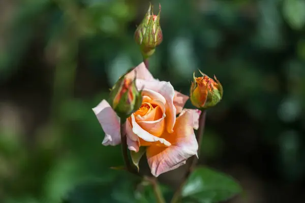 Close Rosas Florescendo Jardim — Fotografia de Stock