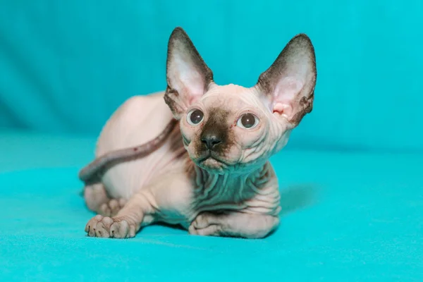 Retrato Gato Esfinge Fundo Azul — Fotografia de Stock